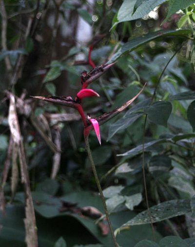 Heliconia metallica, photographed by Tony Rebelo