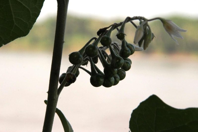 Solanum caricaefolium, photographed by Tony Rebelo
