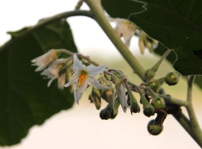 Solanum caricaefolium, photographed by Tony Rebelo