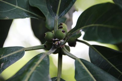 Ficus obtusifolia, photographed by Tony Rebelo