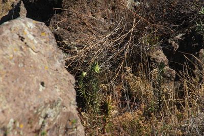 Bomarea involucrosa, photographed by Tony Rebelo