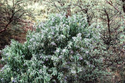 Solanum nitidum, photographed by Tony Rebelo