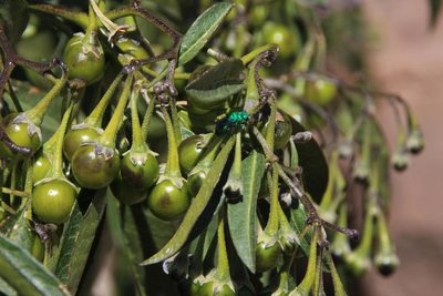 Solanum nitidum, photographed by Tony Rebelo
