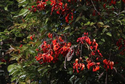 Erythrina falcata, photographed by Tony Rebelo