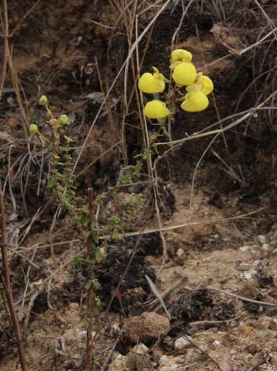 Calceolaria myriophylla, photographed by Tony Rebelo