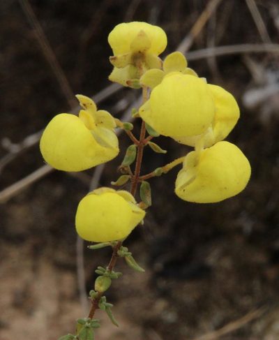 Calceolaria myriophylla, photographed by Tony Rebelo