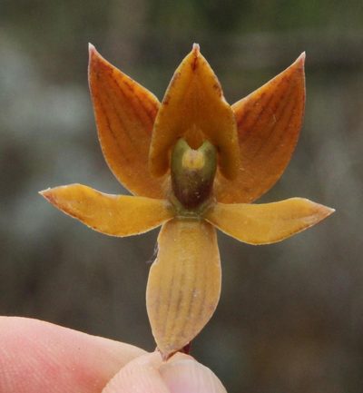 Epidendrum megagastrium, photographed by Tony Rebelo
