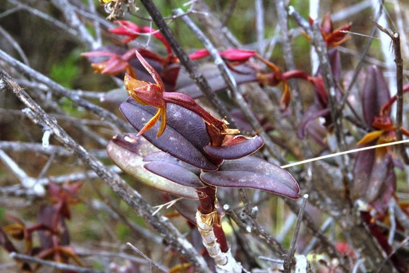Epidendrum megagastrium, photographed by Tony Rebelo