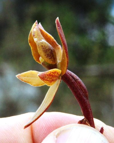 Epidendrum megagastrium, photographed by Tony Rebelo