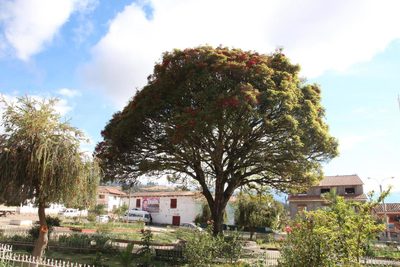 Erythrina falcata, photographed by Tony Rebelo
