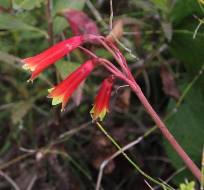 Eustephia coccinea, photographed by Tony Rebelo