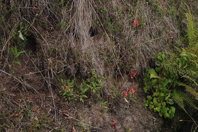 Eustephia coccinea, photographed by Tony Rebelo