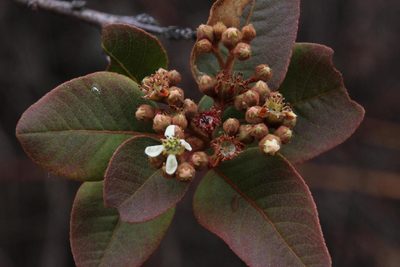 Hesperomeles ferruginea, photographed by Tony Rebelo
