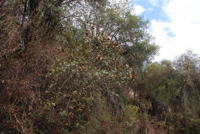 Hesperomeles ferruginea, photographed by Tony Rebelo