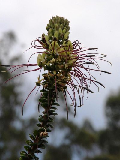Cleome lechleri, photographed by Tony Rebelo