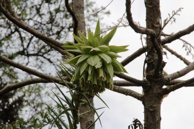 Bomarea involucrosa, photographed by Tony Rebelo