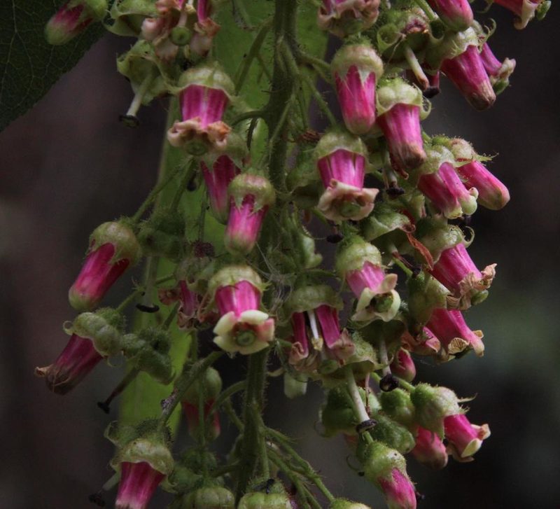 Escallonia herrerae, photographed by Tony Rebelo