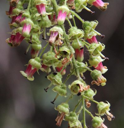 Escallonia herrerae, photographed by Tony Rebelo