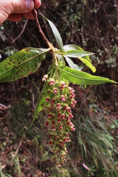 Escallonia herrerae, photographed by Tony Rebelo