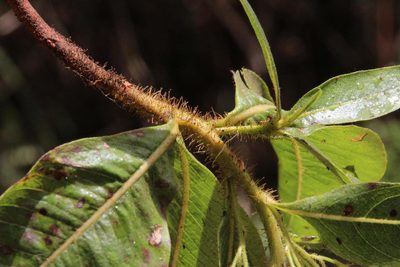 Escallonia herrerae, photographed by Tony Rebelo