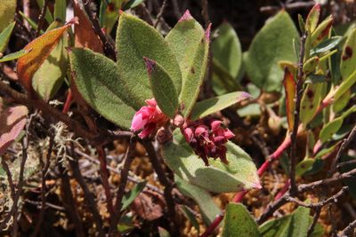 Gaultheria glomerata, photographed by Tony Rebelo