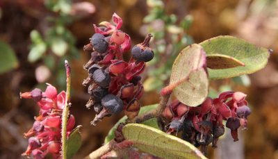Gaultheria glomerata, photographed by Tony Rebelo
