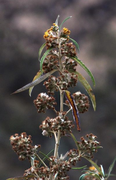 Gynoxys longifolia, photographed by Tony Rebelo