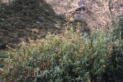 Gynoxys longifolia, photographed by Tony Rebelo