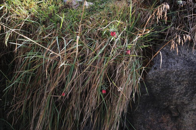 Bomarea crocea, photographed by Tony Rebelo