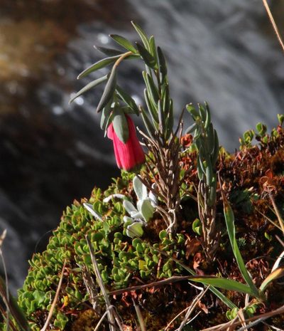 Bomarea crocea, photographed by Tony Rebelo