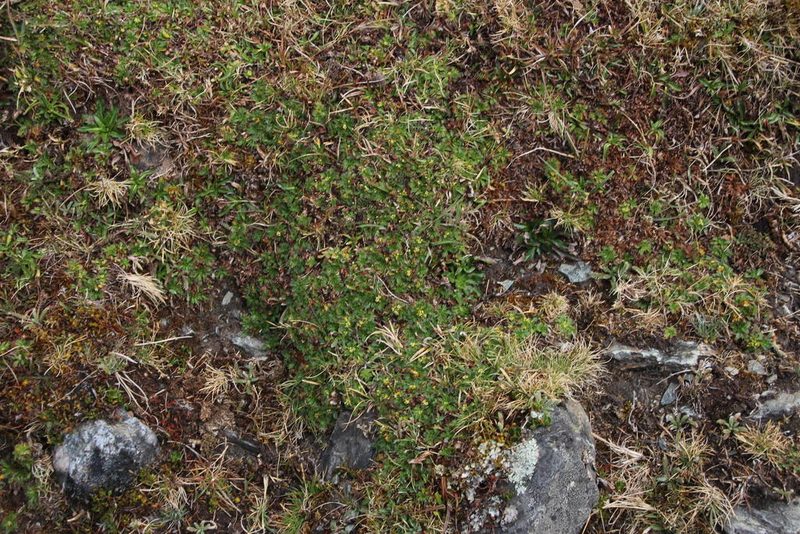 Azorella multifida, photographed by Tony Rebelo