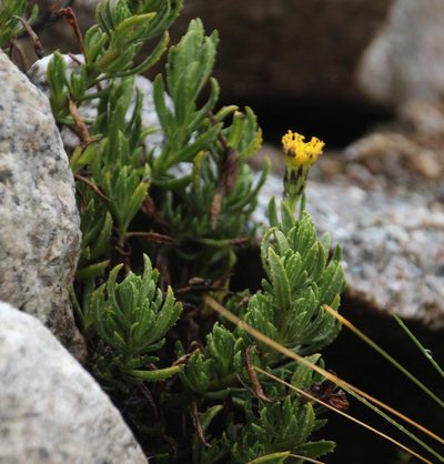 Senecio adenophyllus, photographed by Tony Rebelo