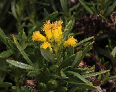 Senecio adenophyllus, photographed by Tony Rebelo