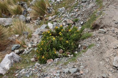 Senecio adenophyllus, photographed by Tony Rebelo