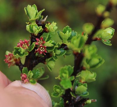 Ribes cuneifolium, photographed by Tony Rebelo
