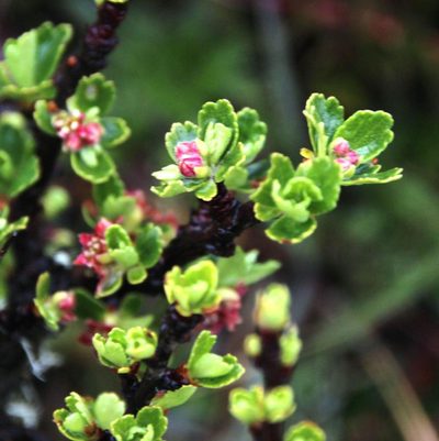 Ribes cuneifolium, photographed by Tony Rebelo
