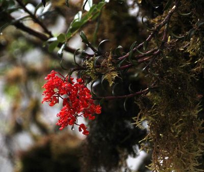 Epidendrum ardens, photographed by Tony Rebelo