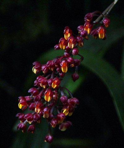 Cyrtochilum rhodoneurum, photographed by Tony Rebelo