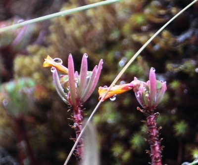 Oxalis teneriensis, photographed by Tony Rebelo