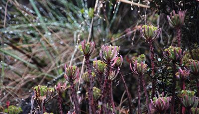 Oxalis teneriensis, photographed by Tony Rebelo