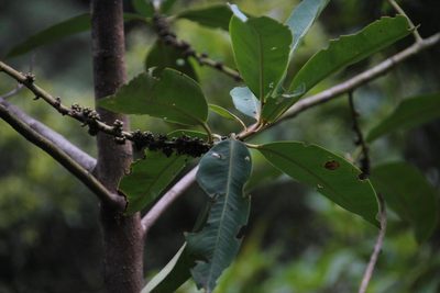 Myrsine latifolia, photographed by Tony Rebelo