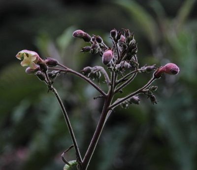 Nicotiana tomentosa, photographed by Tony Rebelo