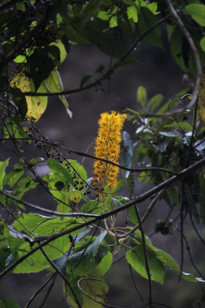 Abatia spicata, photographed by Tony Rebelo
