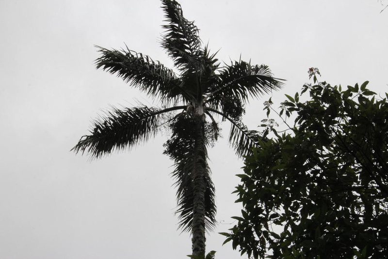 Ceroxylon vogelianum, photographed by Tony Rebelo