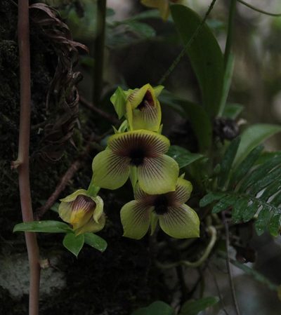 Telipogon antisuyuensis, photographed by Tony Rebelo