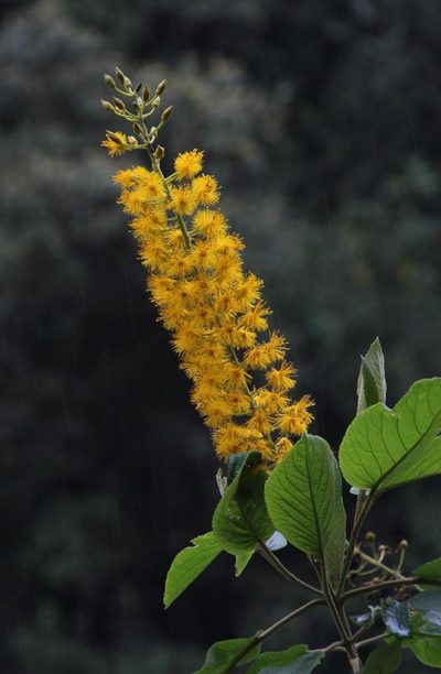 Abatia spicata, photographed by Tony Rebelo