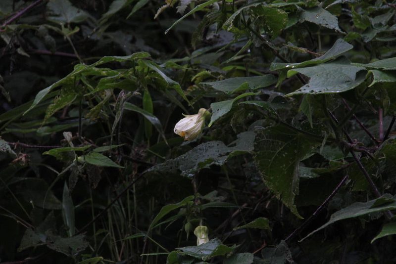 Callianthe sylvatica, photographed by Tony Rebelo