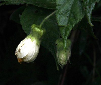Callianthe sylvatica, photographed by Tony Rebelo