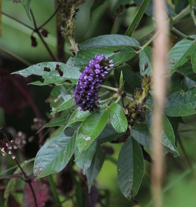 Grimolobium pubescens, photographed by Tony Rebelo