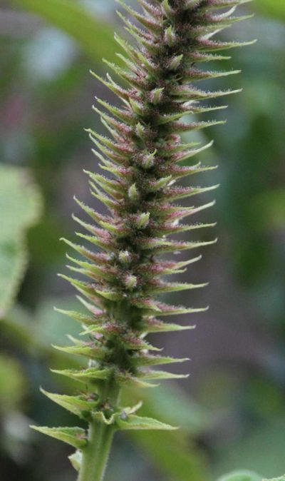 Acalypha peruviana, photographed by Tony Rebelo
